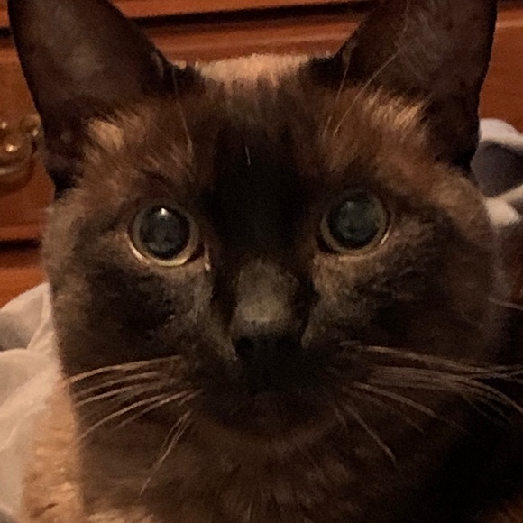 Meet your Posher, Zena Lynn - Picture 9 of 10